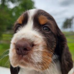 Pike - Liver and white male English Springer Spaniel puppy in Hephzibah, Georgia from Sidel's Springers