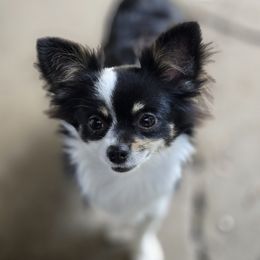 Maven - Chihuahua