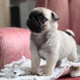 Brewski - Fawn male Pug puppy in Randleman, North Carolina from Peachy Pugs