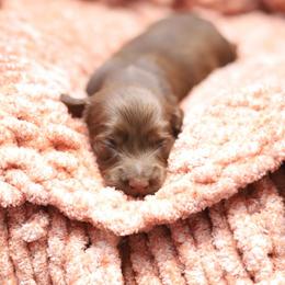 Oslo - Red male Dachshund puppy in Eaton, Ohio from Miniature Alphas Dachshunds