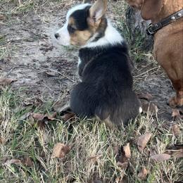 Boy 2 - Black and tan male Pembroke Welsh Corgi puppy in Honey Grove, Texas from JK Ranch Corgis