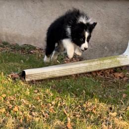 Hans - Black tri-color male Australian Shepherd puppy in Terryville, Connecticut from Spirited Aussies