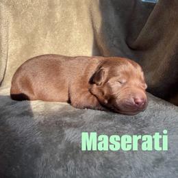 Maserati - Chocolate female Labrador Retriever puppy in Lucasville, Ohio from Backwoods Labradors