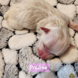 Praline - Red female Havanese puppy in Spokane, Alabama from Havanese Cuban Cuties
