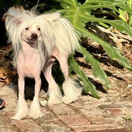 Chinese Crested puppies from FronkLinn Kennel