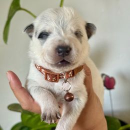 Rufus - Red speckled male Australian Cattle Dog puppy in Sahuarita, Arizona from A2 Australian Cattle Dogs