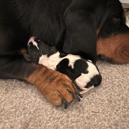 Basset Hound Puppies from Oak Tree Basset Hounds
