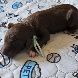 Duke -light blue collar - Brown male Bernedoodle puppy in Aurora, Colorado from Simply Amazing Doodles