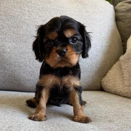 Monte - Black and tan male Cavalier King Charles Spaniel puppy in Fresno, California from CaliCavaliers
