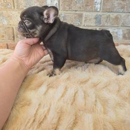 Rojo - Fawn male French Bulldog puppy in Riverdale, Utah from Holly Jolly Dachshunds