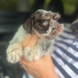 Merlin - Parti male Miniature Schnauzer puppy in Grayson, Kentucky from Seventh Heaven Schnauzers