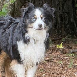 Rio - Miniature American Shepherd