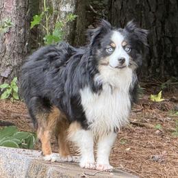 Rio - Miniature American Shepherd