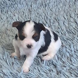 Yorkshire Terrier Puppies from Jackie's Yorkies