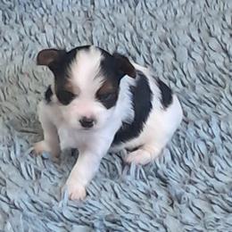 Yorkshire Terrier Puppies from Jackie's Yorkies
