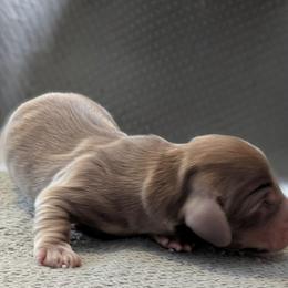 Sprout - Chocolate and tan male Dachshund puppy in Indianapolis, Indiana from Englehaus Dachshunds
