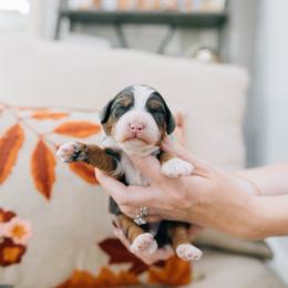 Caramel - Merle male Bernedoodle puppy in Murray, Utah from Sun Valley Doodles