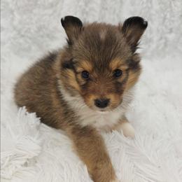 Hazel - Sable and white female Shetland Sheepdog puppy in Central City, Kentucky from Hope's Heart Shelties