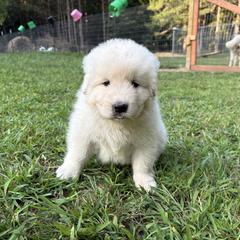 Danube (brown collar) - White male Maremma Sheepdog puppy in Kalamazoo, Michigan from Wild at Farm
