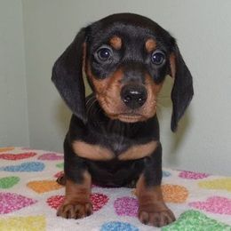 Dachshund Puppies from Cranberry Dachshunds