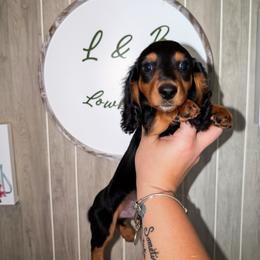 Chase - Black and tan male Dachshund puppy in Maidsville, West Virginia from L&B Lowriders