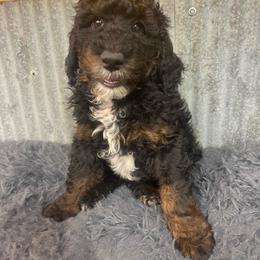 Red collar - Phantom male Goldendoodle puppy in Clarksville, Iowa from Iowa Heartland Doodles