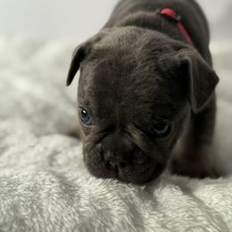 French Bulldog Puppies from Puget Sound Frenchies