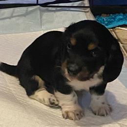 Boots AKC full rights - Black and cream male Dachshund puppy in Elizabethtown, Kentucky from Teeny Tiny Puppy Tails