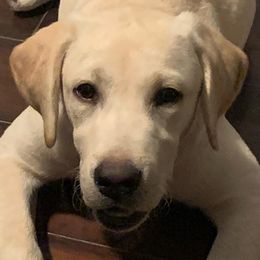 Labrador Retriever Puppies from OC Labradors