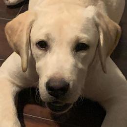 Labrador Retriever Puppies from OC Labradors