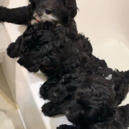 Sheepadoodle Puppies from Riley Grace Puppies
