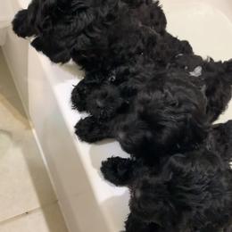 Sheepadoodle Puppies from Riley Grace Puppies