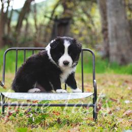Border Collie and Siberian Husky Puppies from Alpine Tails
