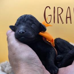Giraffe - Black male Poodle puppy in Springfield, Oregon from Valaurah Farms