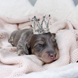 Sapphire - Blue and cream female Dachshund puppy in Redding, California from Jean & Mae Doxies