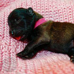 Danaerys - Fawn female Belgian Malinois puppy in Baltimore, Maryland from Abenteurer German Shepherds & Belgian Malinois