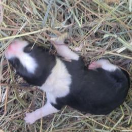 Alfred - Black and white male Border Collie puppy in Westerlo, New York from Pam's Border Collies