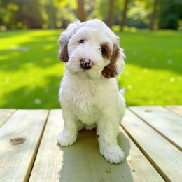 Snoopy - Cream male Australian Labradoodle puppy in Miami, Florida from Miami Australian Labradoodles