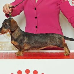 Sammie - Dachshund