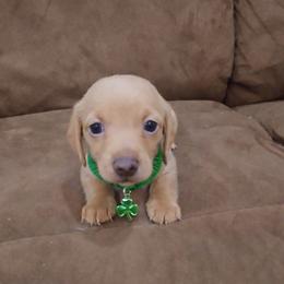 Teddy - Red male Dachshund puppy in Ft Dodge, Iowa from Secret Reality
