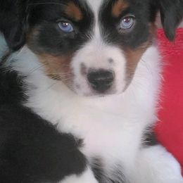Miniature Australian Shepherd Puppies from Potomac River Aussies