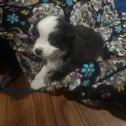Astronaut - Black tri female Miniature Australian Shepherd puppy in Interlachen, Florida from Lucky Bones Miniature Australian Shepherds