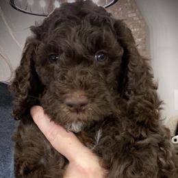 Poodles from Belliams Poodle Corral