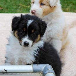 Australian Shepherd Puppies from SnowRidge Australian Shepherds