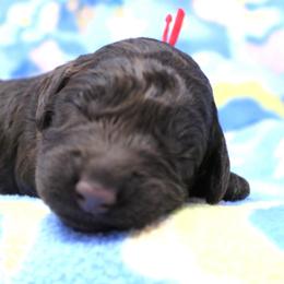Red collar Ute - Chocolate male Australian Labradoodle puppy in Provo, Utah from EllsWORTH Labradoodles LLC