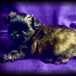 'Simon' - Brindle male Shih Tzu puppy in North Central Oregon, Oregon from T-Amore Shih Tzu