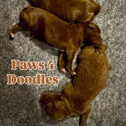 Goldendoodle puppies from Paws 4 Doodles, LLC
