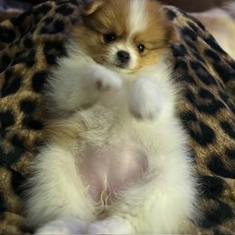Girl 1 - Pomeranian puppy in Plano, Texas from Pom Frenzy
