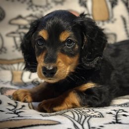 Red - Black and tan male Dachshund puppy in North Port, Florida from Jessica Louise Dachshunds