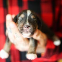 Poe (full tail) - Black tri male Miniature American Shepherd puppy in Battle Ground, Washington from Casita Miniature American Shepherds